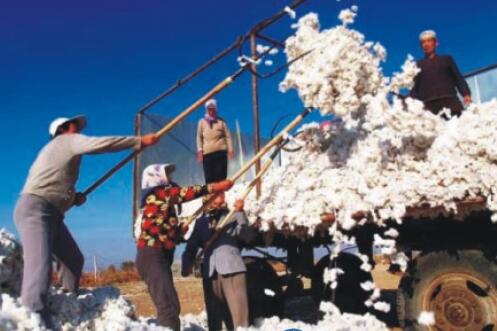 一師棉麻公司銷售皮棉實現營業收入近40億元